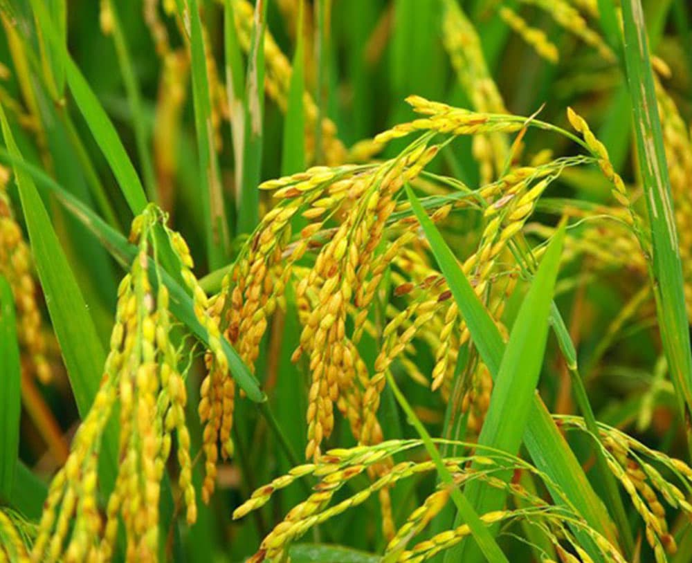 Vùng trồng lúa Minh Tấn Group